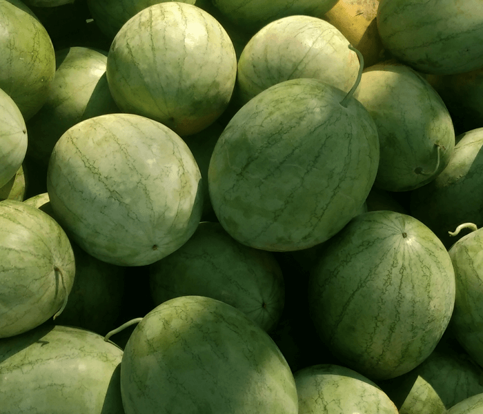 The Sweet Benefits of Choosing Saraswati Watermelons: A Guide to Starting and Enjoying