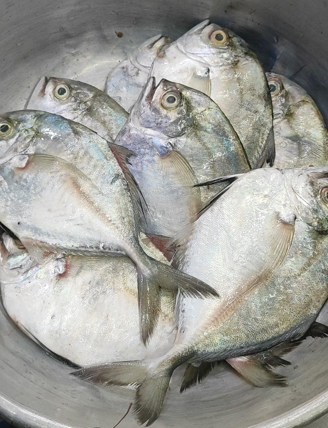 Discover the Freshness of Khapi Fish: A Culinary Journey