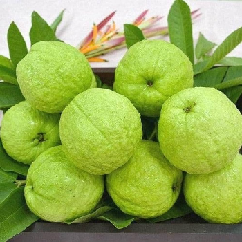  Guava fruit HALARI FRUIT CENTRE Kevdawadi Street No 3 16 Corner , Kevdawadi Main Road , Rajkot