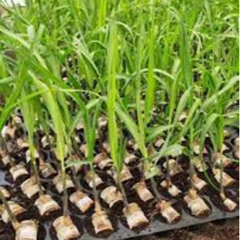 Sugarcane seedling-Co86032 (ऊस रोप-को ८६०३२)-https://s3.ap-south-1.amazonaws.com/prod-media-vyaparify-com/vcards/products/120965/product_1737629717_6792201583922.png Image