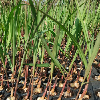 Sugarcane Seedlings-VSI 8005 (ऊस रोप -व्हीएसआय ८००५)-https://s3.ap-south-1.amazonaws.com/prod-media-vyaparify-com/vcards/products/121015/product_1737632189_679229bd0347e.png Image