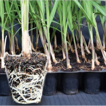 Sugarcane seedling -PDN 13007 (ऊस रोप -पीडीएन-१३००७)-https://s3.ap-south-1.amazonaws.com/prod-media-vyaparify-com/vcards/products/123766/product_1737804445_6794ca9d1e13b.png Image