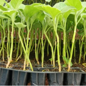 Brinjal Seedlings (वांगे रोप)-https://s3.ap-south-1.amazonaws.com/prod-media-vyaparify-com/vcards/products/123777/product_1737805861_6794d025cb48b.png Image