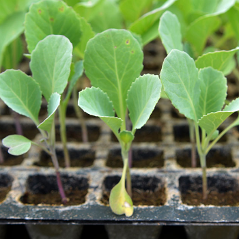 cabbage seedlings (पत्तागोबी रोप)-https://s3.ap-south-1.amazonaws.com/prod-media-vyaparify-com/vcards/products/123779/product_1737806096_6794d1102eaf8.png Image