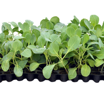 Cauliflower seedlings (फुलगोबी रोप)-https://s3.ap-south-1.amazonaws.com/prod-media-vyaparify-com/vcards/products/123836/product_1737818228_67950074b25bf.png Image