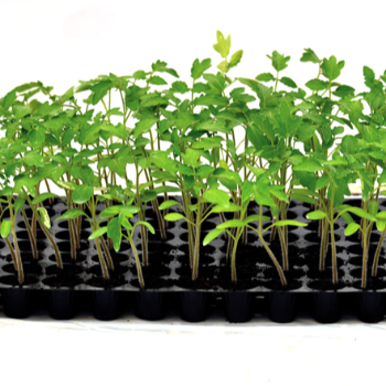 Tomato Seedlings (टोमॅटो रोप)-https://s3.ap-south-1.amazonaws.com/prod-media-vyaparify-com/vcards/products/123840/product_1737818501_67950185332c5.png Image