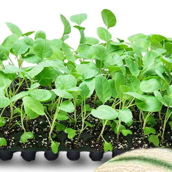 Muskmelon seedlings (खरबूज रोप)-https://s3.ap-south-1.amazonaws.com/prod-media-vyaparify-com/vcards/products/123845/product_1737818854_679502e61c257.png Image