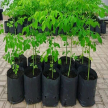 Drumstick seedlings (शेवगा रोप)-https://s3.ap-south-1.amazonaws.com/prod-media-vyaparify-com/vcards/products/123851/product_1737820165_67950805157fa.png Image