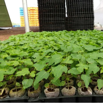 Papaya Seedlings (पपई रोप)-https://s3.ap-south-1.amazonaws.com/prod-media-vyaparify-com/vcards/products/123860/product_1737820846_67950aae23cff.png Image