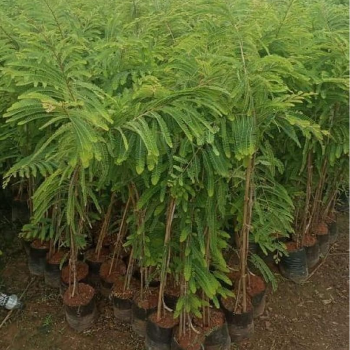 Amla plant (आवळा)-https://s3.ap-south-1.amazonaws.com/prod-media-vyaparify-com/vcards/products/125893/product_1738078423_6798f8d7abcdc.png Image