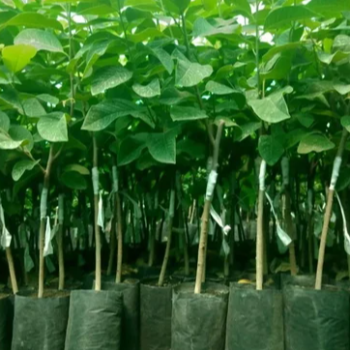 Custard apple plant (सिताफळ)-https://s3.ap-south-1.amazonaws.com/prod-media-vyaparify-com/vcards/products/125895/product_1738078713_6798f9f95d518.png Image