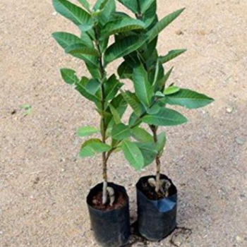 Guava plant (पेरू)-https://s3.ap-south-1.amazonaws.com/prod-media-vyaparify-com/vcards/products/125896/product_1738078936_6798fad8089ed.png Image
