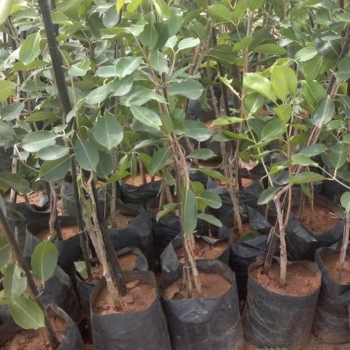 Jamun plant (जांभूळ)-https://s3.ap-south-1.amazonaws.com/prod-media-vyaparify-com/vcards/products/125899/product_1738079767_6798fe17eaba2.png Image