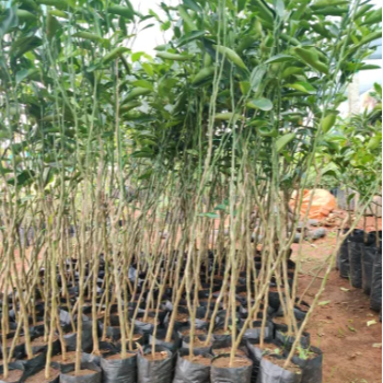  Nagpur Santra Plant (नागपूर संत्री) VIDHARBHAFARMS AGRO PRODUCER COMPANY LTD C/O  BAPURAO WANKHEDE AMANPUR, TQ UMARKHED, Maharashtra, 445206