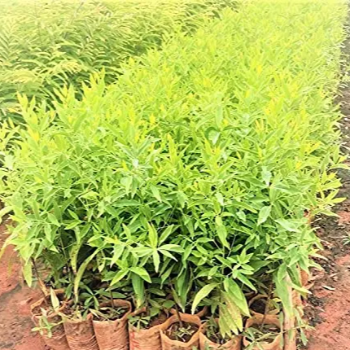  chandan Plant (चंदन ) VIDHARBHAFARMS AGRO PRODUCER COMPANY LTD C/O  BAPURAO WANKHEDE AMANPUR, TQ UMARKHED, Maharashtra, 445206