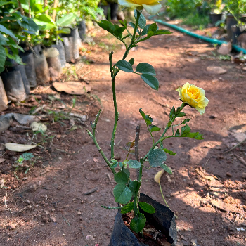  Rose Plant (गुलाब) VIDHARBHAFARMS AGRO PRODUCER COMPANY LTD C/O  BAPURAO WANKHEDE AMANPUR, TQ UMARKHED, Maharashtra, 445206
