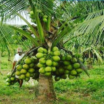 Coconut plant (नारळ)-https://s3.ap-south-1.amazonaws.com/prod-media-vyaparify-com/vcards/products/126182/product_1738086662_6799190629b67.png Image