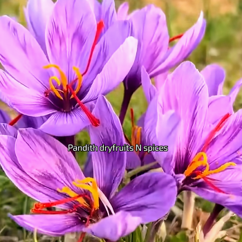 Saffron-https://s3.ap-south-1.amazonaws.com/prod-media-vyaparify-com/vcards/products/151739/product_1740652022_67c03df668ad7.png Image