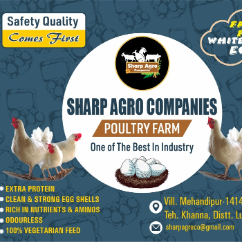  High Protein rich eggs 6 SHARP AGRO COMPANIES PO KISHANGARH, OPP. GOVERNMENT PRIMARY SCHOOL Gali Number 1, Khanna, Punjab, 141401