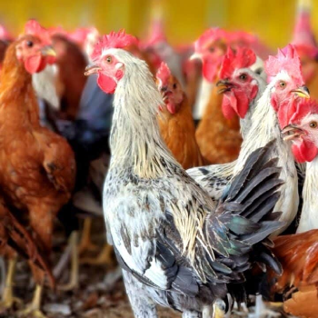  Sonali Chicken GOPI CHICKEN SHOP CHERUAPADA, FARMROAD, NEAR HOUSING BOARD COLONY, SAMBALPUR