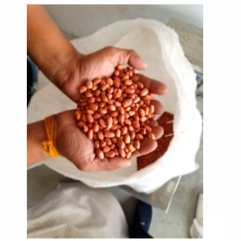  Gujarat 60/70 bold peanuts S L LOGISTICS INFRA Flat No 831 F  Block MVV And MK  Siddarth Nagar Kurmannapalem AT MVV And MK Park  Name S L LOGISTICS And INFRA