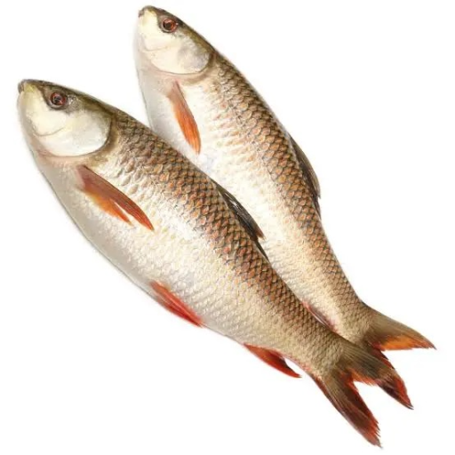  ROHU 1 KG BJS FISH COMPNY Shop No 1/ 7/578/31/  B Bhoibasti Zamistanpur Mushterkbab, Hyderabad.
