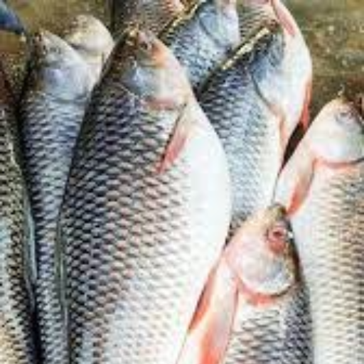  CATLA FISH BJS FISH COMPNY Shop No 1/ 7/578/31/  B Bhoibasti Zamistanpur Mushterkbab, Hyderabad.