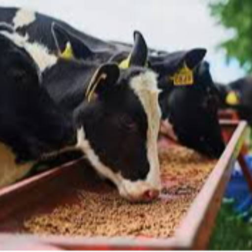  Chuda Kunda – Traditional Cattle Feed 40kg (ଚୁଡା କୁଣ୍ଡା) GOURI SANKAR DAS Haribhaktapur, Lalitagiri Odisha 754205, India