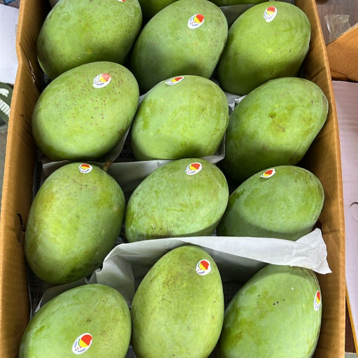  Green Mangoes YOGESH MODI 884B LAXMI NATH JI  KI GHATI BADA  BAZAR BIKANER BIKANER
