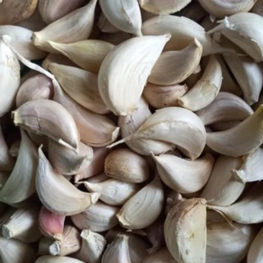  Broken Garlic Kg – Tiruppur Supplier KIVI FRESH C O KIVI FABS