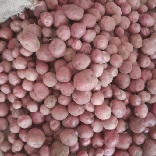 Mohon kupri potato and seed-https://s3.ap-south-1.amazonaws.com/prod-media-vyaparify-com/vcards/products/365835/product_1758952820_68d77d7413dd6.png Image