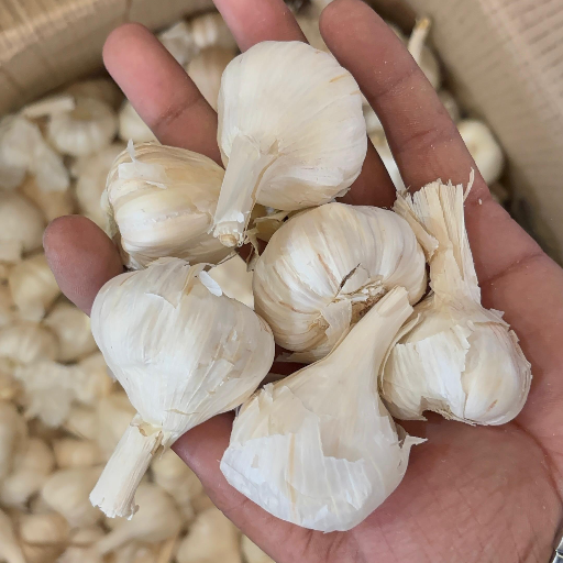 Export quality Gralic-https://s3.ap-south-1.amazonaws.com/prod-media-vyaparify-com/vcards/products/365841/product_1758953100_68d77e8cac87f.png Image