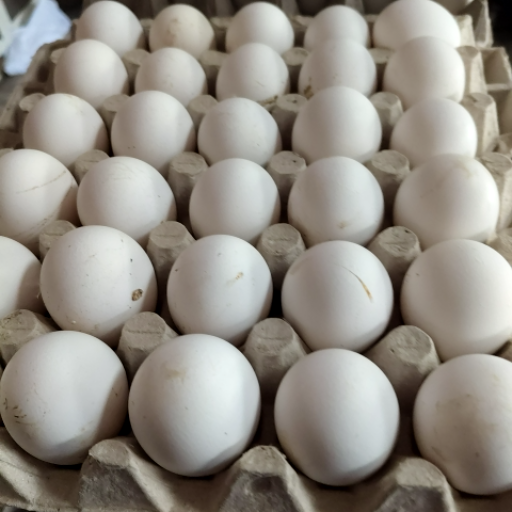  FARM EGGS MOHAN KARYANA STORE C O MOHAN KARYANA STORE VPO RAKHRA  TEH AND DISTT PATIALA