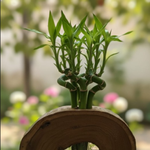  AD-Test tube planter-TB27B SANDHEEP N 6 1 5 CHELAKKAL  ARCADE FIRST FLOOR  PADUKAD OPPOSITE VISHRAM BUILDERSLANDMARK Opp Vishraam Lime Lite Apartment