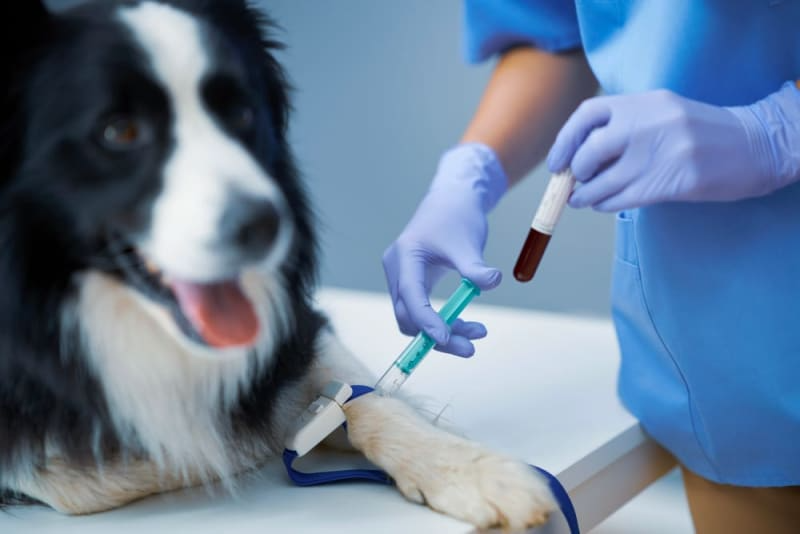 Blood tests for your pets-https://s3.ap-south-1.amazonaws.com/prod-media-vyaparify-com/vcards/products/448534/product_1765393651_6939c4f3cbe00.png Image