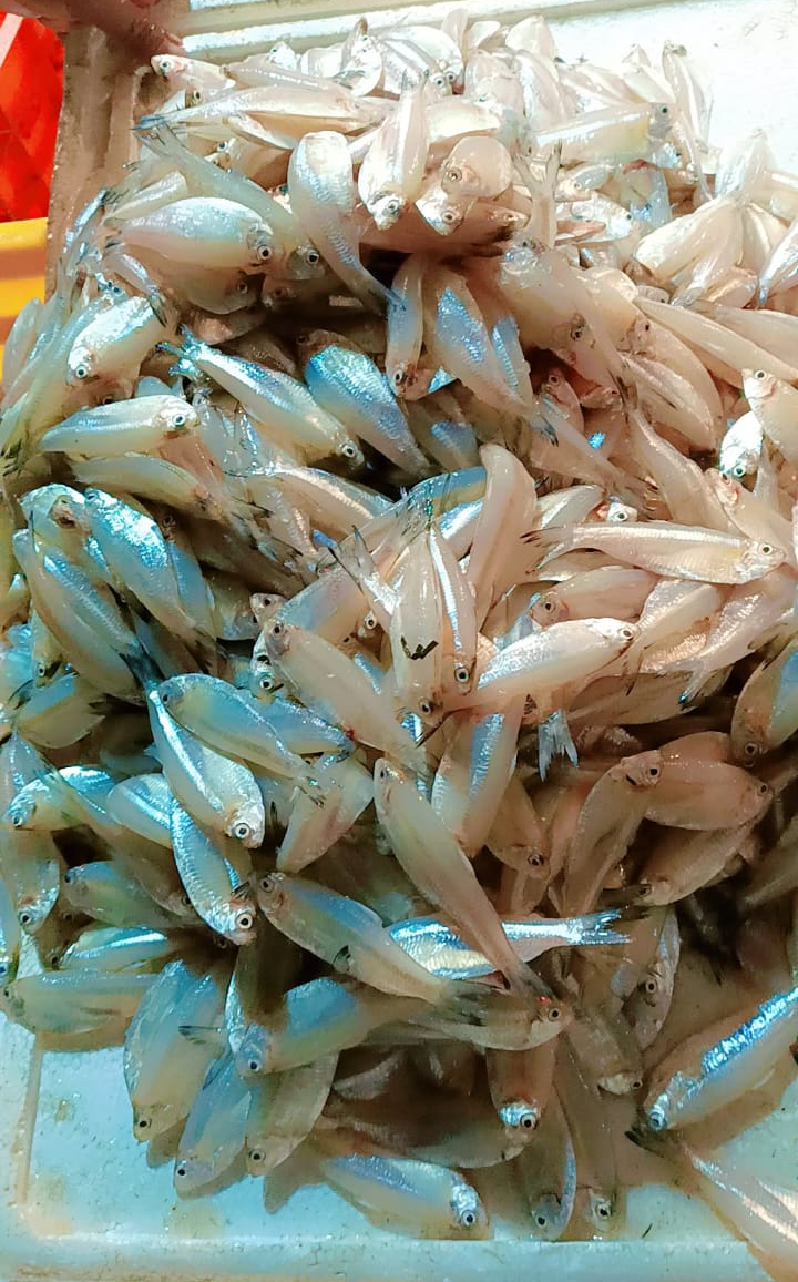  Glass Fish Food Item CHANDRAKALA SURESH NIKAM C O CHANDRAKALA SURESH NIKAM FLAT NO 703 A WING KRISHAY CHS PLOT NO 17 SECTOR 35 KAMOTHE