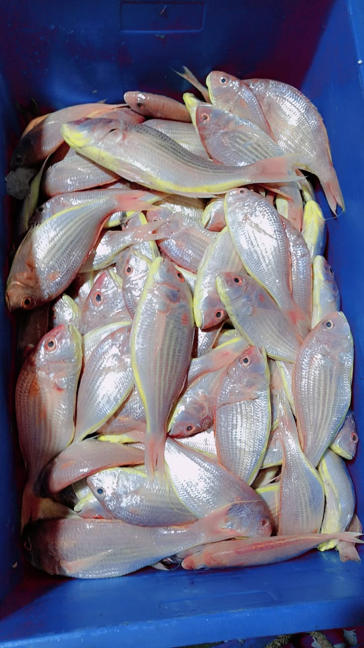  Rani Fish in Mumbai: Top-Quality Seafood for a Delicious Experience CHANDRAKALA SURESH NIKAM C O CHANDRAKALA SURESH NIKAM FLAT NO 703 A WING KRISHAY CHS PLOT NO 17 SECTOR 35 KAMOTHE