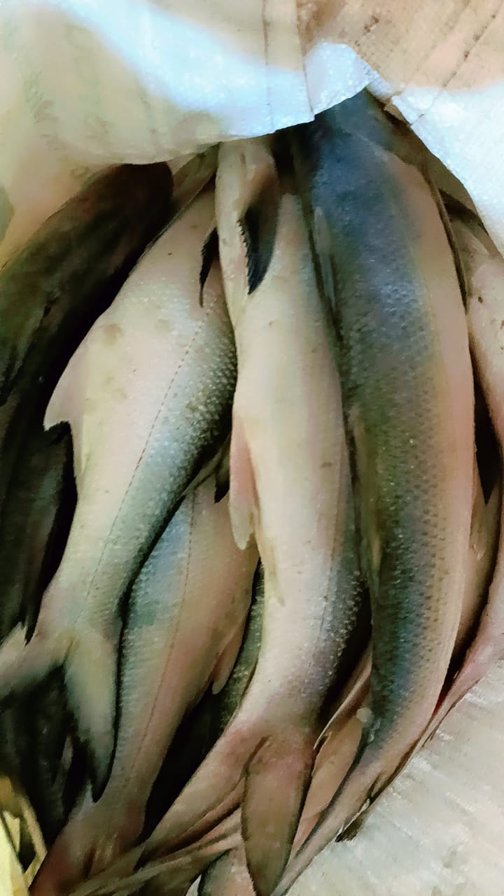  Lady Fish Sea Food CHANDRAKALA SURESH NIKAM C O CHANDRAKALA SURESH NIKAM FLAT NO 703 A WING KRISHAY CHS PLOT NO 17 SECTOR 35 KAMOTHE