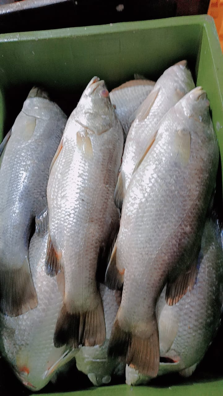  Indian Fusion Jalebi Fish in Navi Mumbai - Delicious Seafood Twist CHANDRAKALA SURESH NIKAM C O CHANDRAKALA SURESH NIKAM FLAT NO 703 A WING KRISHAY CHS PLOT NO 17 SECTOR 35 KAMOTHE