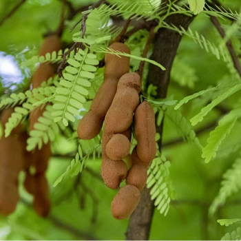 Vijayalakshmi Subburaj