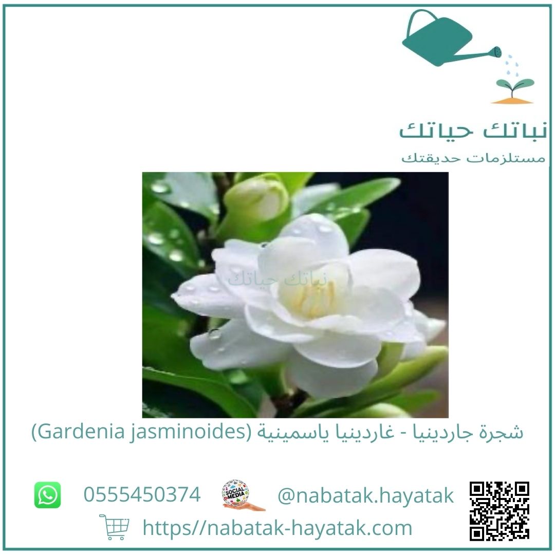 شجرة جاردينيا - غاردينيا ياسمينية (Gardenia jasmin...