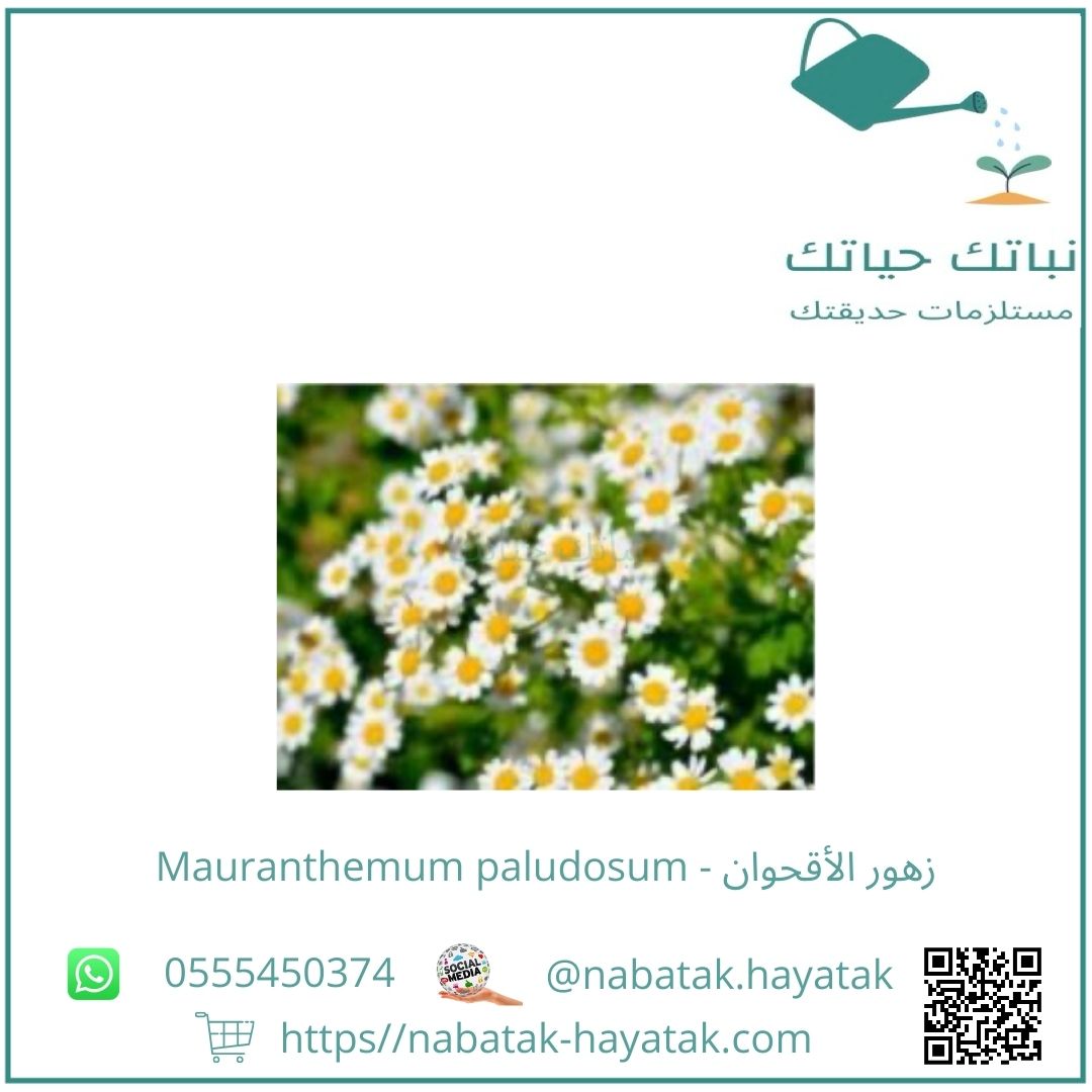 شتلة زهور الأقحوان - Mauranthemum paludosum