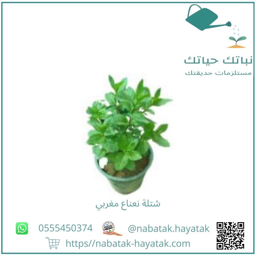 شتلة نعناع مغربي