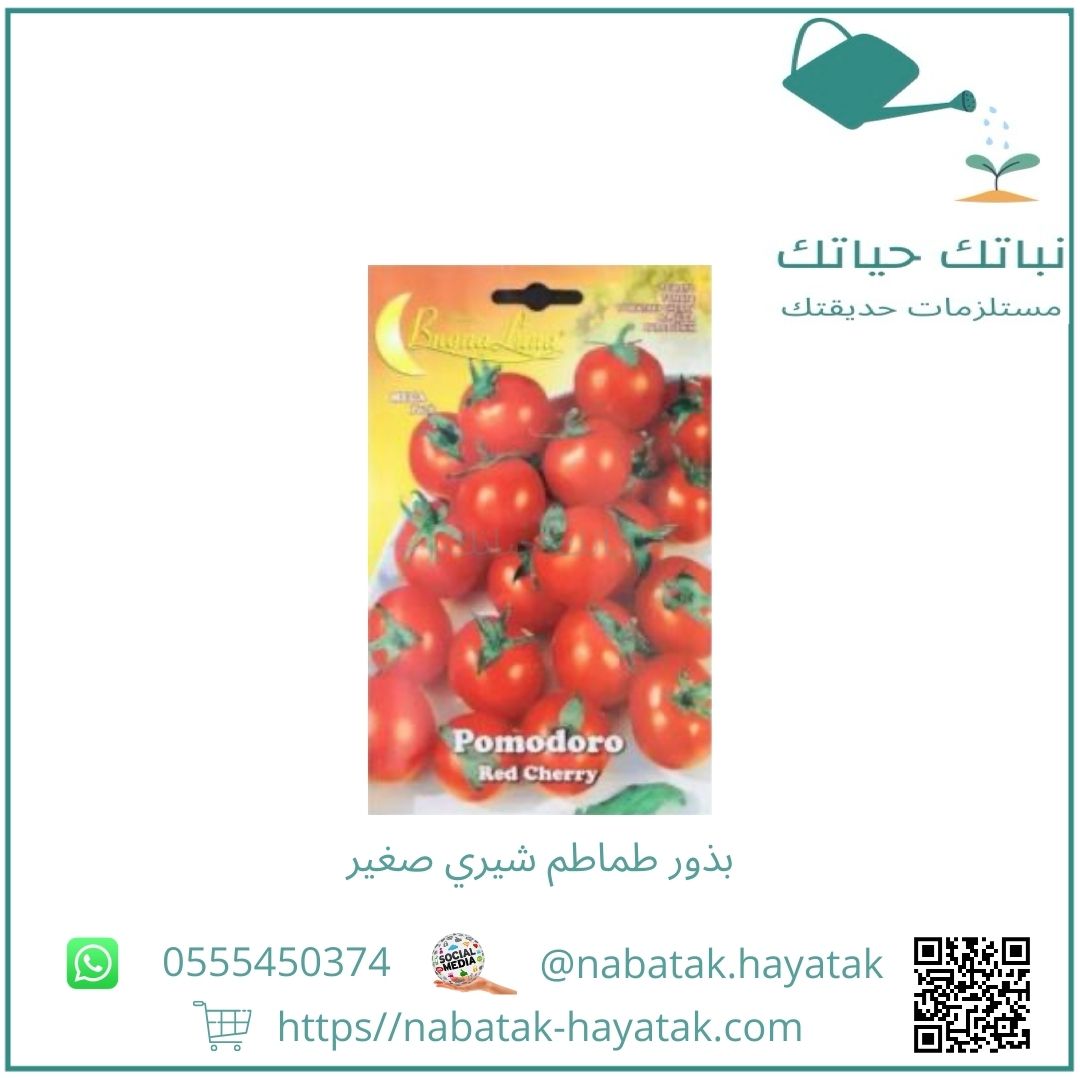 بذور طماطم شيري صغير