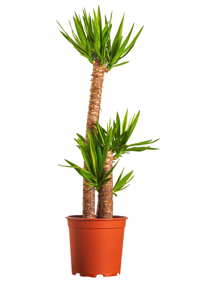 اليوكا - يكه - يوكا رجل الفيل Yucca Elephantipes -...