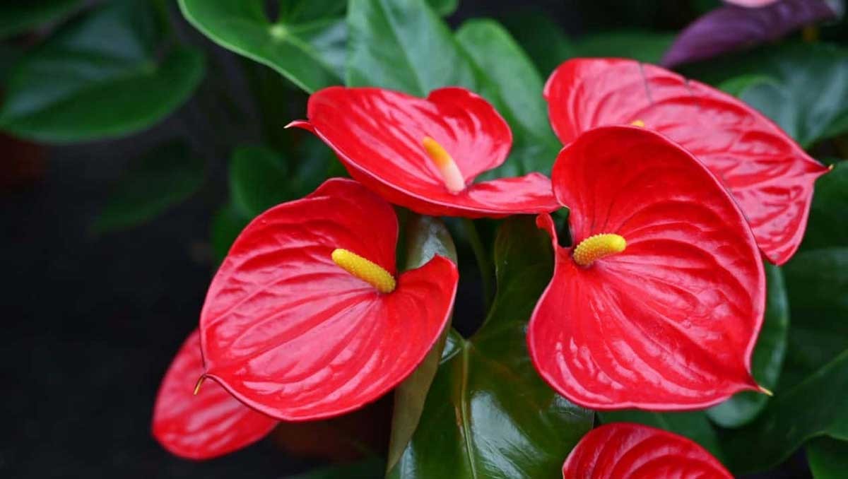 انترنيوم m 12 - ANTHURIUM ANDRAEA - أحمر