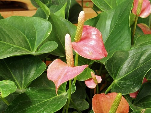 انترنيوم m 12 - ANTHURIUM ANDRAEA - وردي