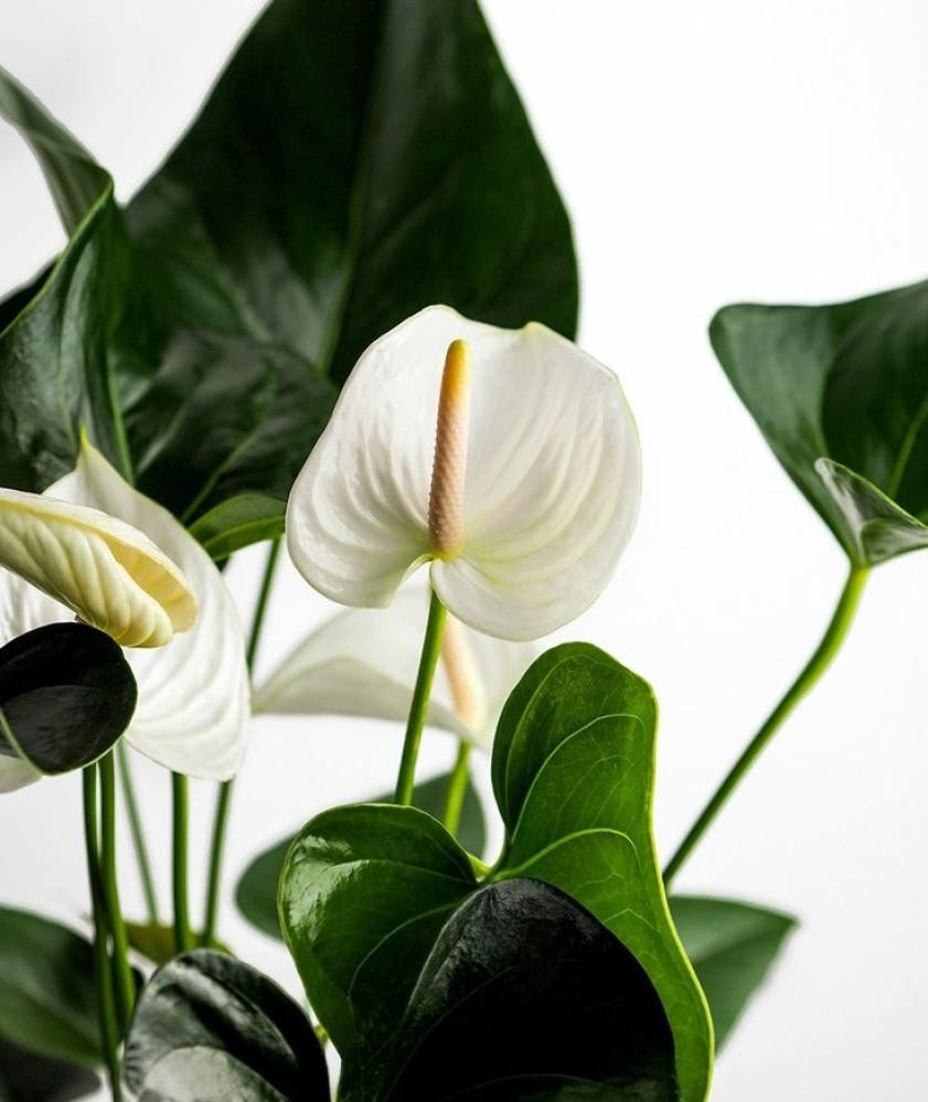 انترنيوم m 12 - ANTHURIUM ANDRAEA - أبيض