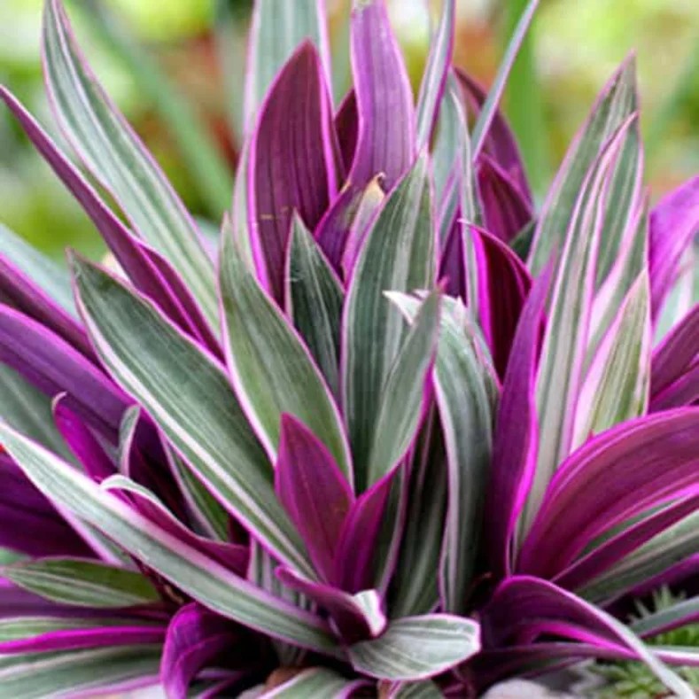 نبات الريو أو الروهيو (الاسم العلمي: Tradescantia...