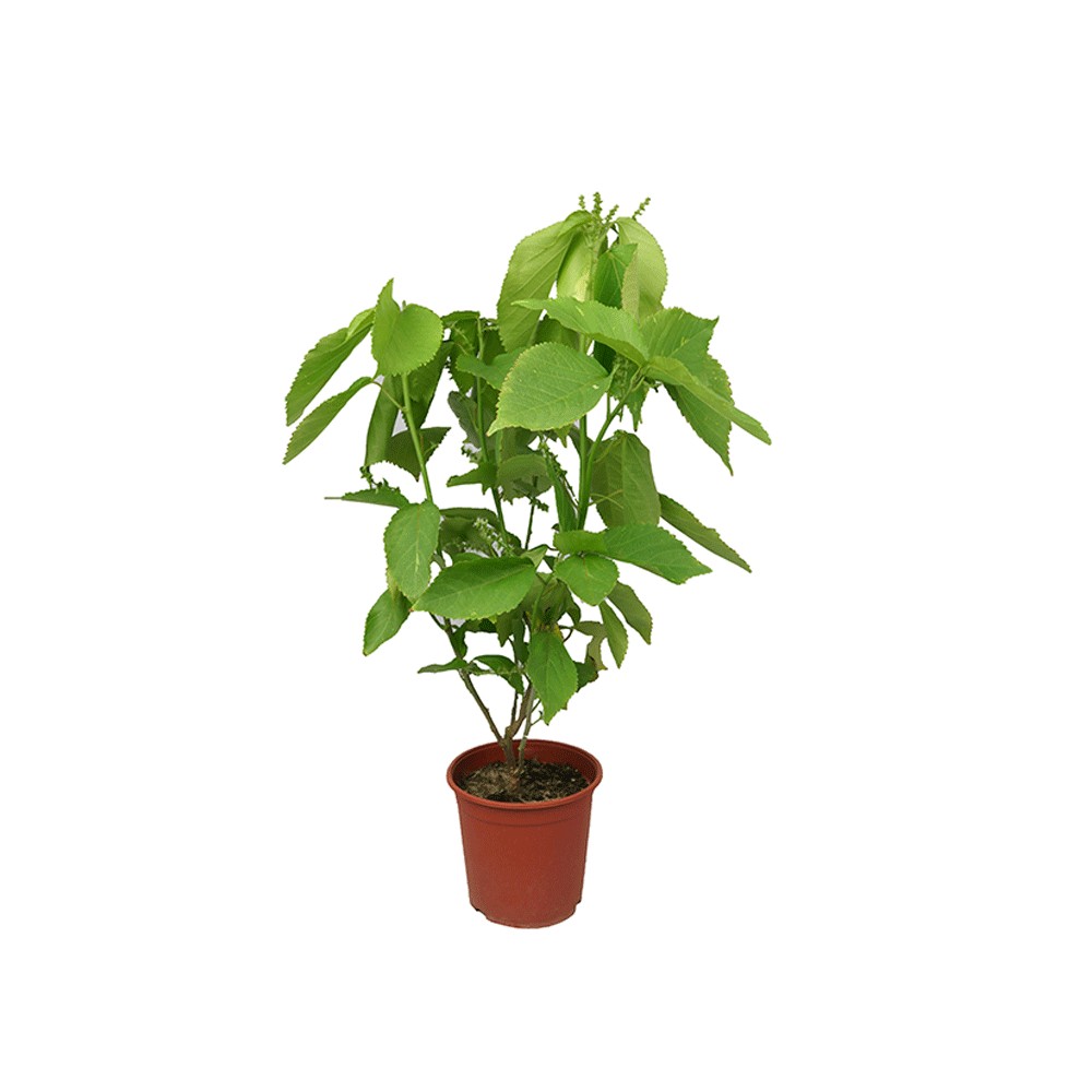 اكليفيا أخضر Acalypha - مركن 15